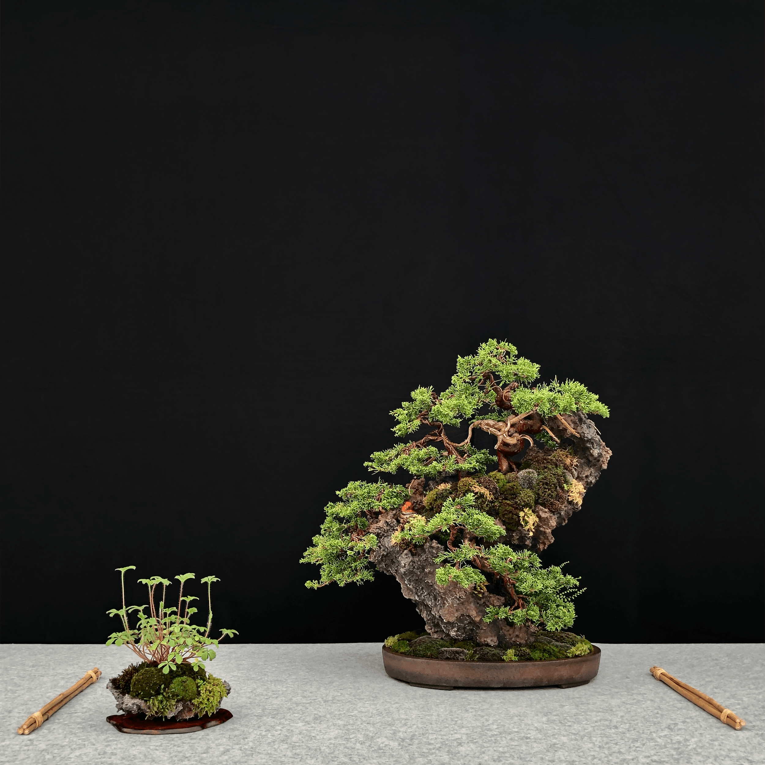 Henka Bonsai