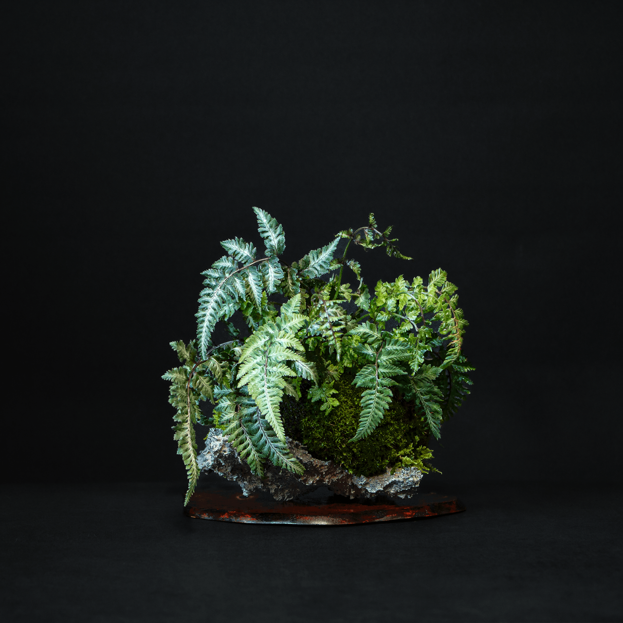 Henka Bonsai Bowl 131 Athyrium Niponicum Pictum