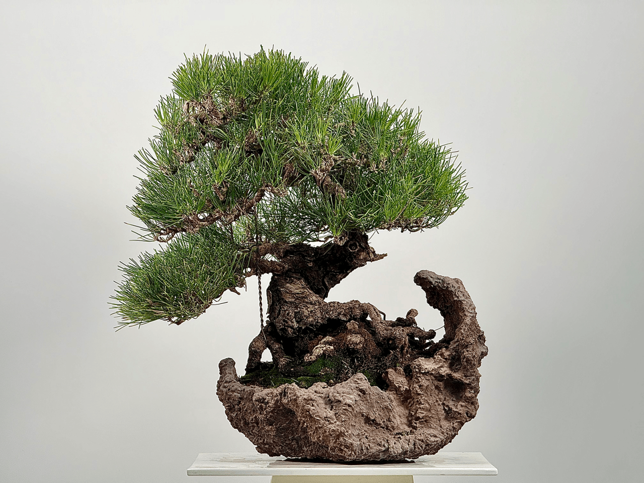 Henka Bonsai Bowl 33 Pinus Thumbergii