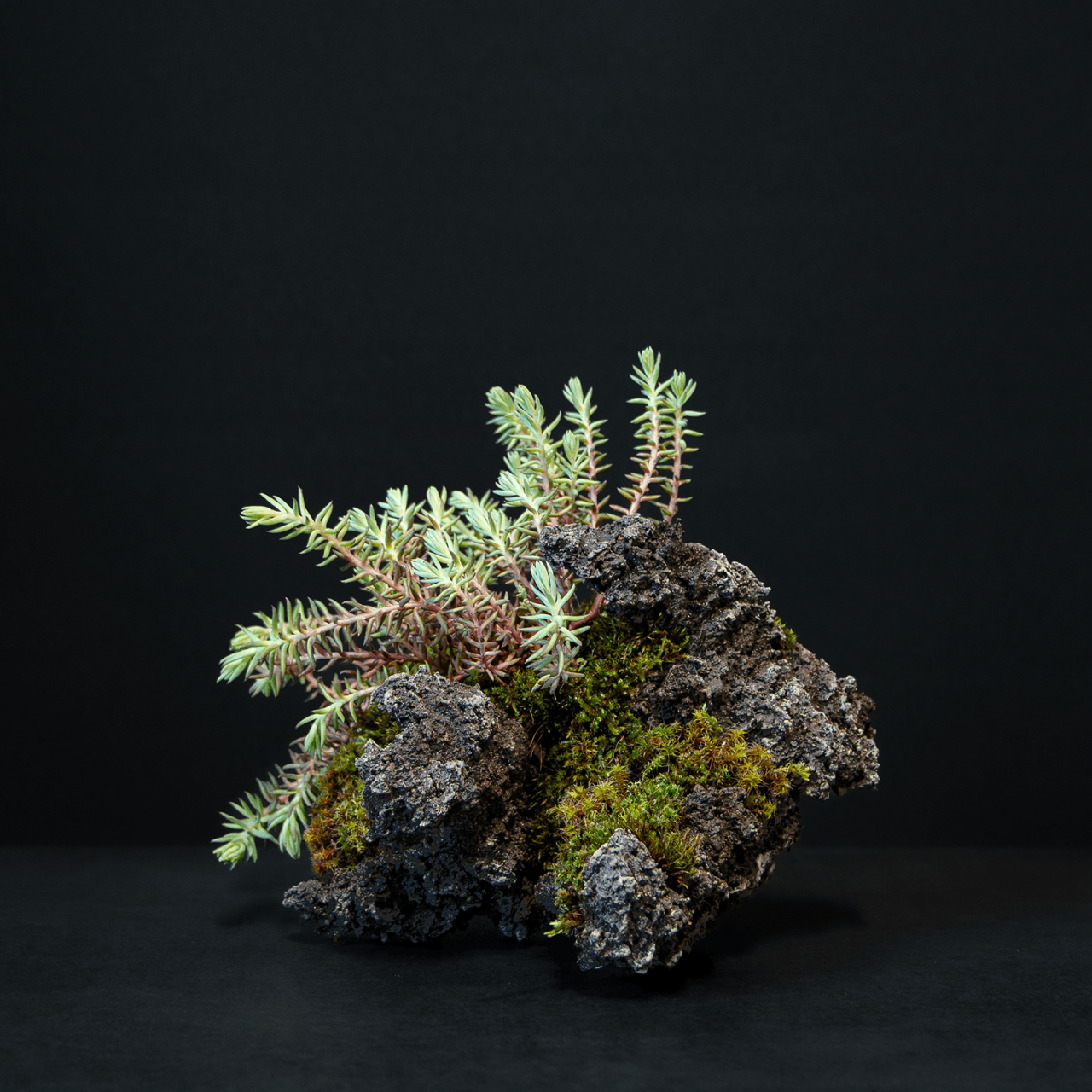 Henka Bonsai Bowl 37 Sedum Reflexum