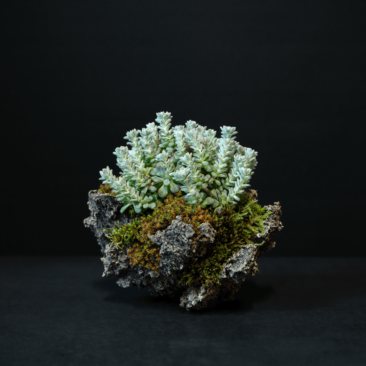 Henka Bonsai Bowl 39 Sedum Spathulifolium Cape Blanco