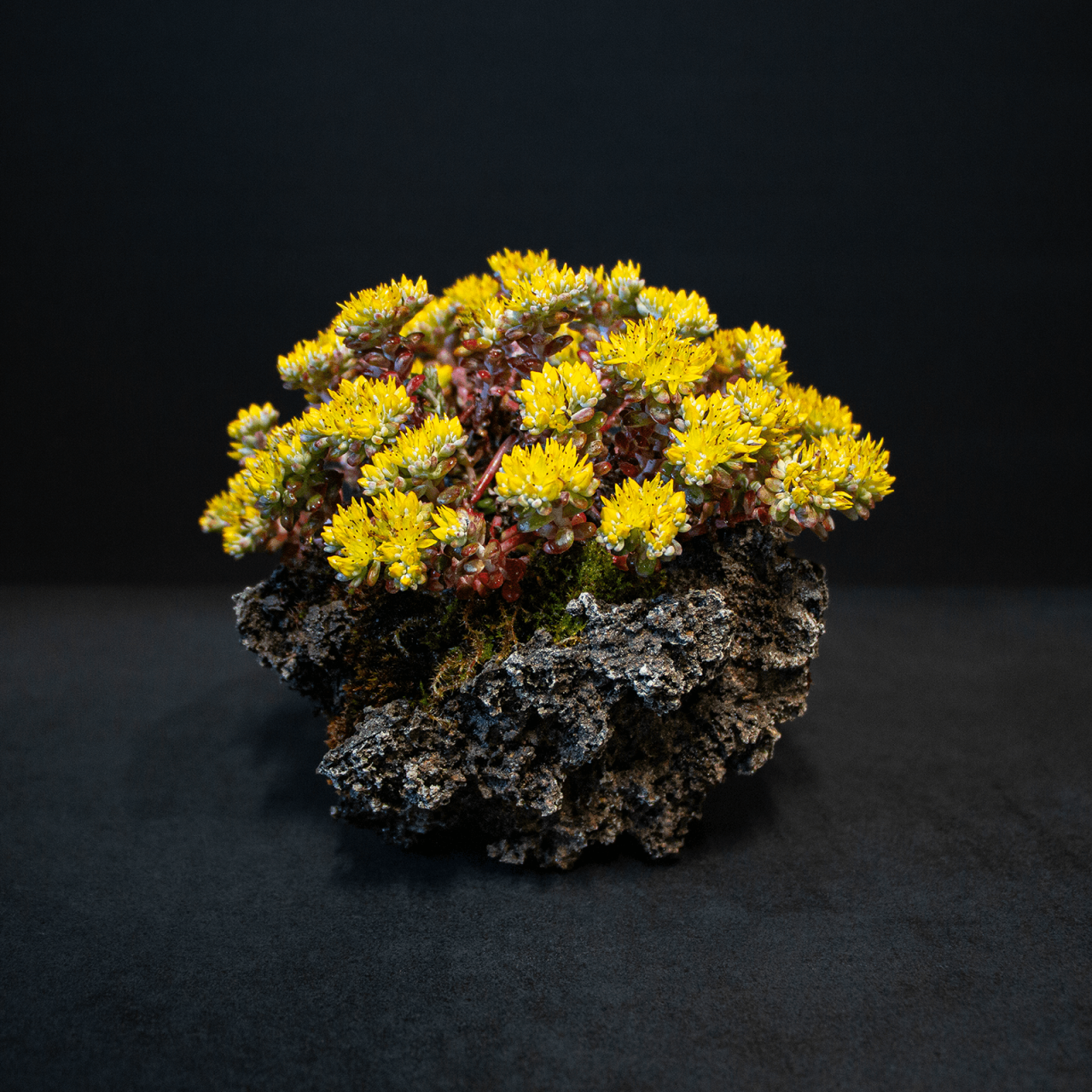 Henka Bonsai Bowl 39 Sedum Spathulifolium Cape Blanco