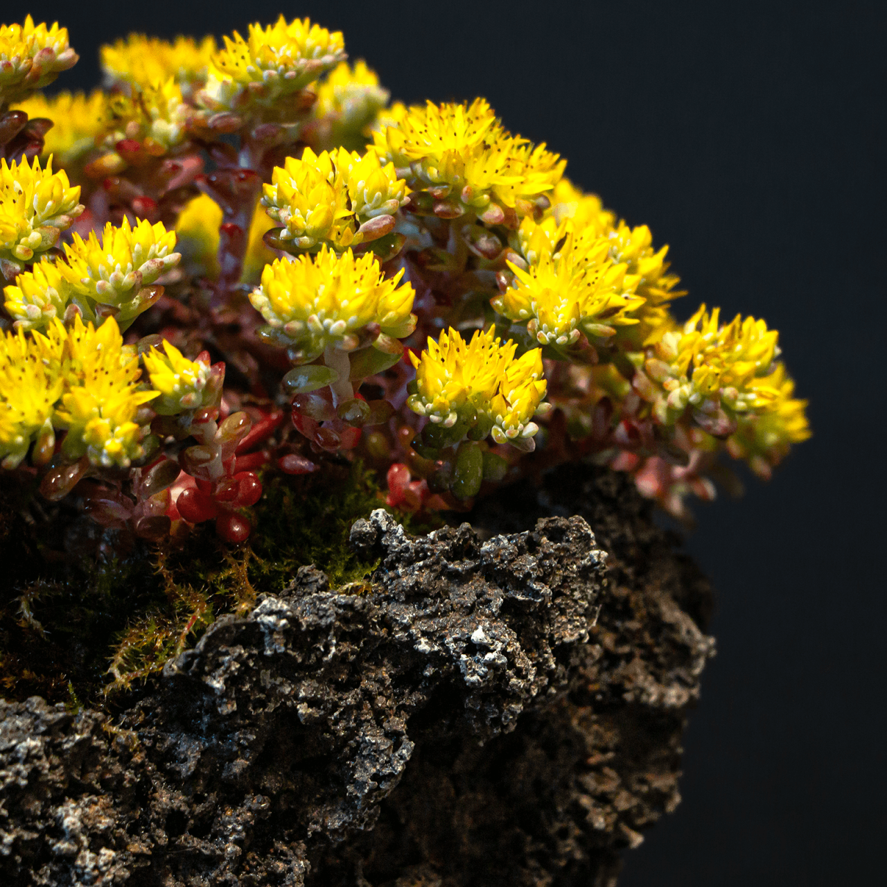 Henka Bonsai Bowl 39 Sedum Spathulifolium Cape Blanco