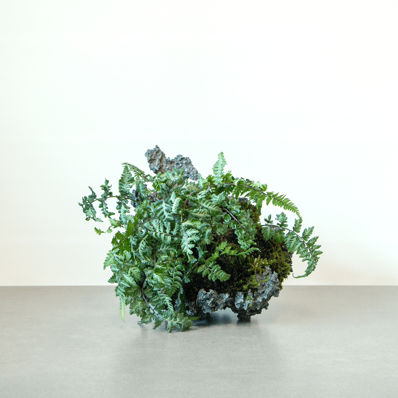 Henka Bonsai Bowl 67 Athyrium Niponicum Pictum