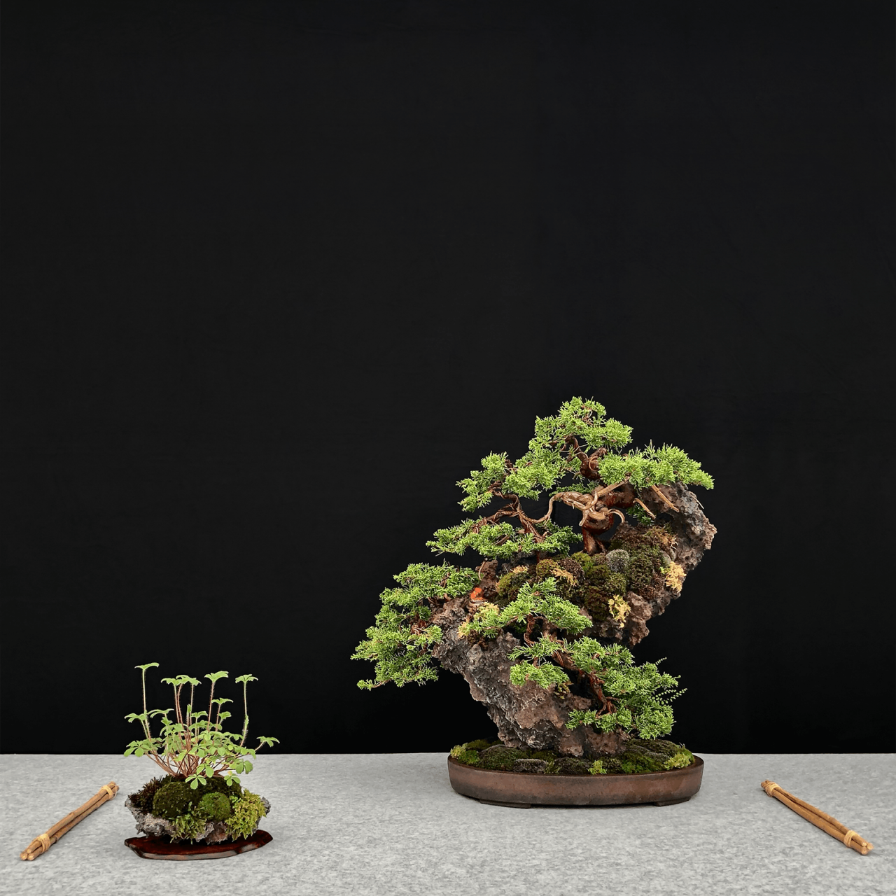 Henka Bonsai Ishizuki 01