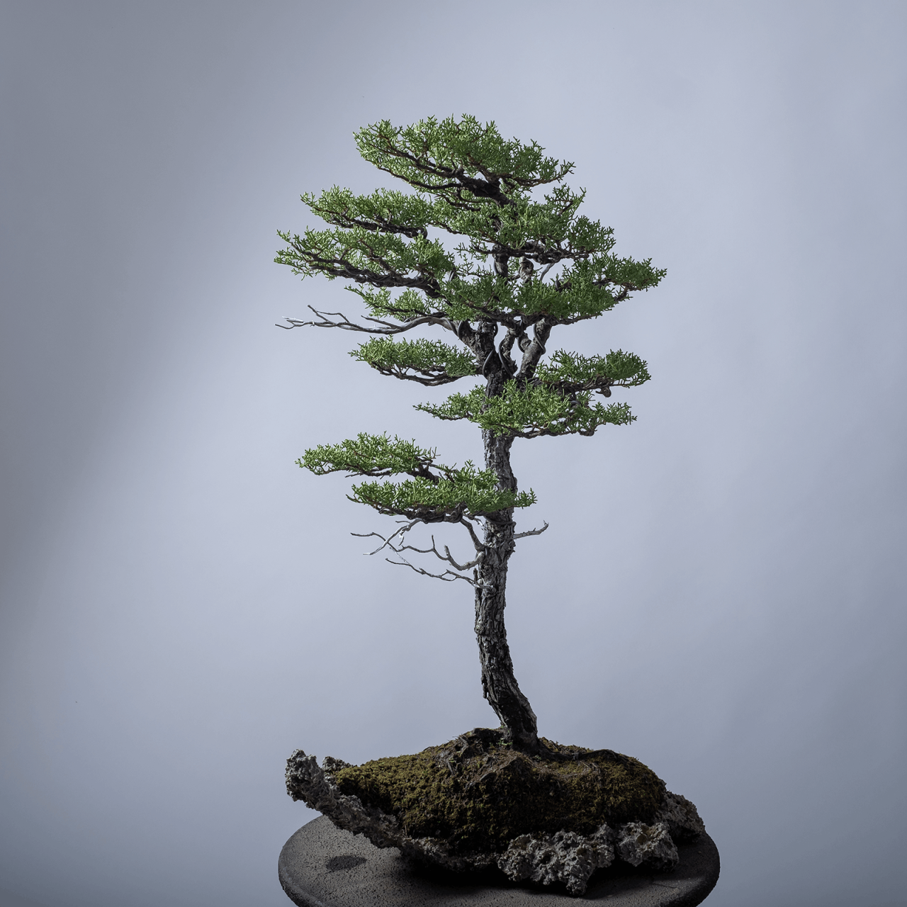 Henka Bonsai Slab 30 Pygmy Cypress